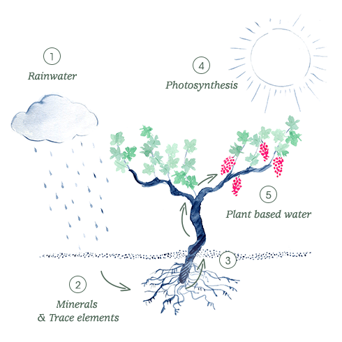 Discover the journey of Grape Water before it is distilled